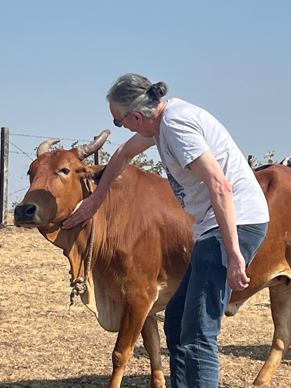 A brown cow being petted